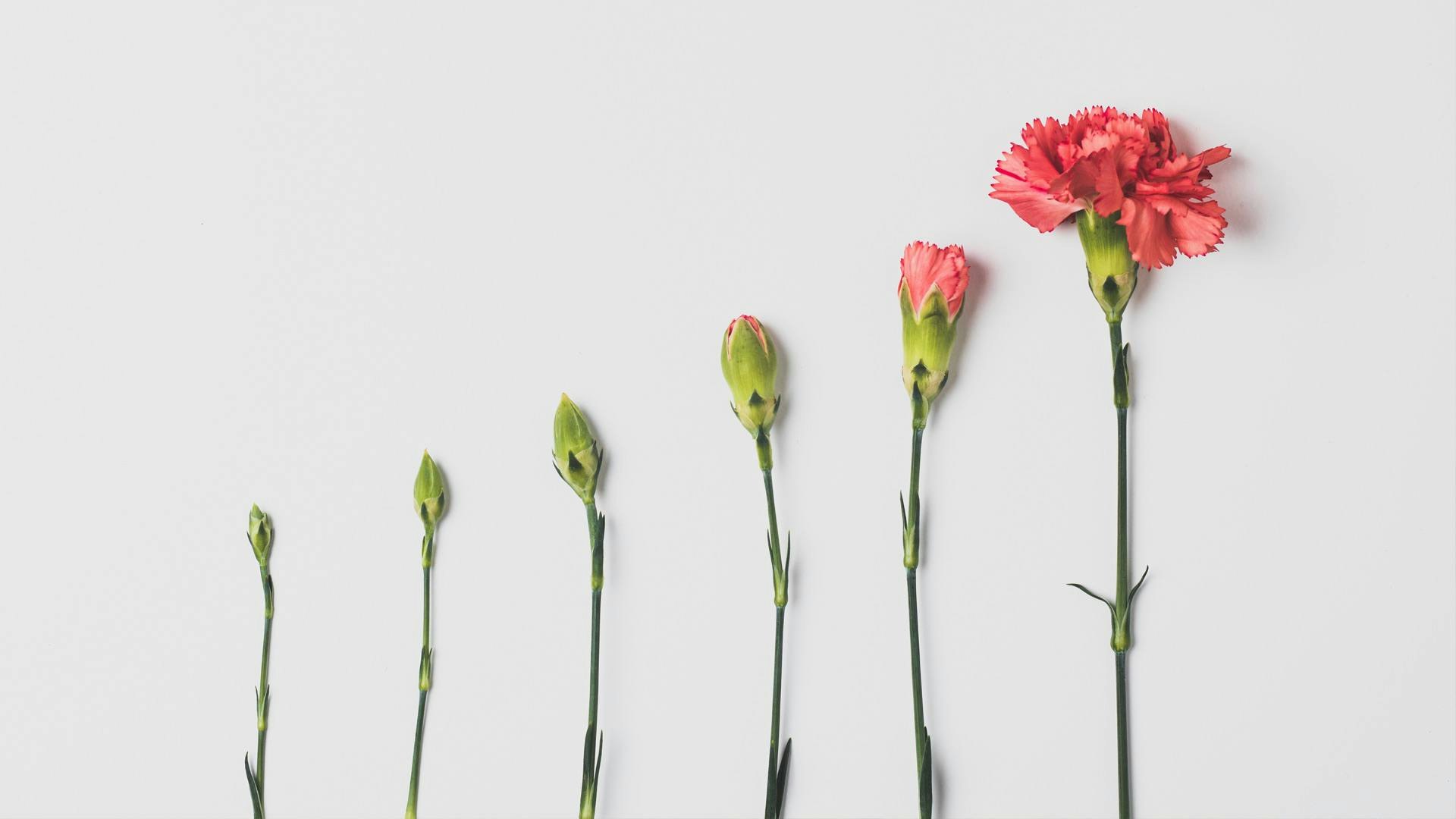 Set of Flowers Blooming